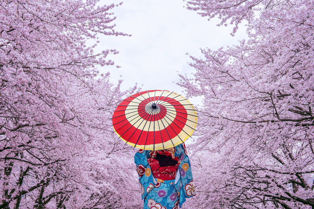 A woman wearing a kimono and carrying a parasol in front of cherry blossoms